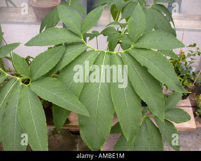 Voodoo Lilie (Sauromatum Venosum, Sauromatum Guttatum, Arum Cornutum), Blatt Stockfoto