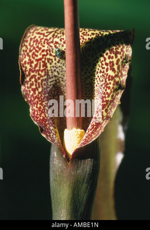 Voodoo Lilie (Sauromatum Venosum, Sauromatum Guttatum, Arum Cornutum), Blütenstand mit Fliege Stockfoto