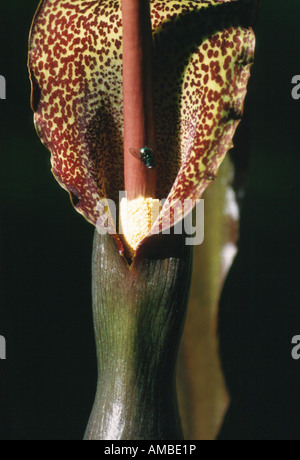 Voodoo Lilie (Sauromatum Venosum, Sauromatum Guttatum, Arum Cornutum), Blütenstand mit Fliege Stockfoto