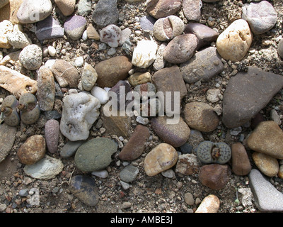 Stein-Anlage (Lithops spec.), Hideen zwischen Steinen Stockfoto