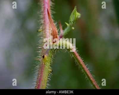 Sinnpflanze, Touch-me-not (Mimosa Pudica), Blatt-link Stockfoto