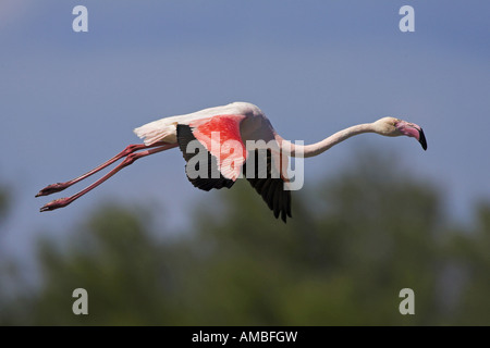 Rosaflamingo (Phoenicopterus Ruber), fliegen, landen, Frankreich, Camargue Stockfoto