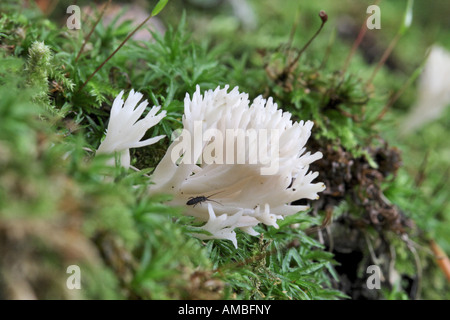 Crested Coral Pilz (Clavulina Coralloides, Clavulina Cristata), Obst Körper zwischen Moos, Deutschland, Nordrhein-Westfalen Stockfoto