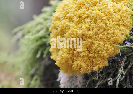 Hund Erbrechen Schleim Form (Fuligo Septica), Schimmel zwischen Moos, Deutschland, Nordrhein-Westfalen Stockfoto