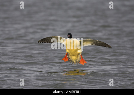 Gänsesäger (Mergus Prototyp), männliche aussteigen auf dem Wasser, Niederlande, Friesland Stockfoto