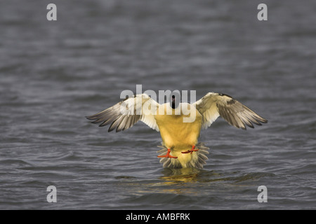 Gänsesäger (Mergus Prototyp), männliche aussteigen auf dem Wasser, Niederlande, Friesland Stockfoto