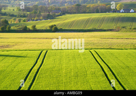 Traktorspuren im Feld Gras Stockfoto
