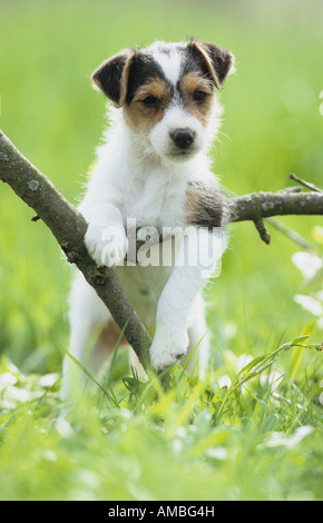 Jack Russell Terrier (Canis Lupus Familiaris), Welpen, Klettern über einen gefallenen Ast Stockfoto