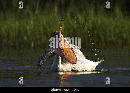 Krauskopfpelikan (Pelecanus Crispus), nach dem Angeln mit offener Rechnung, Griechenland, Mazedonien Stockfoto