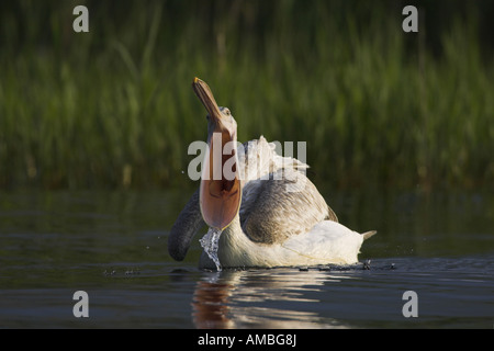 Krauskopfpelikan (Pelecanus Crispus), nach dem Angeln mit offener Rechnung, Griechenland, Mazedonien Stockfoto