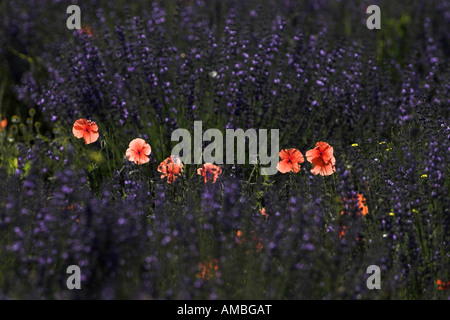 gemeinsamen Mohn, Klatschmohn, roter Mohn (Papaver Rhoeas), gemeinsame Mohn in einem Lavendelfeld, Frankreich, Provence Stockfoto