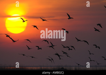 Weißwangengans (Branta Leucopsis), Flug nach Roost bei Sonnenuntergang, Niederlande, Friesland Stockfoto