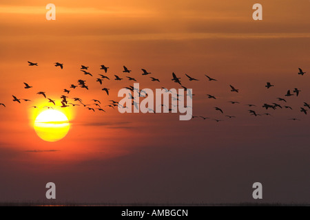 Weißwangengans (Branta Leucopsis), Flug nach Roost bei Sonnenuntergang, Niederlande, Friesland Stockfoto