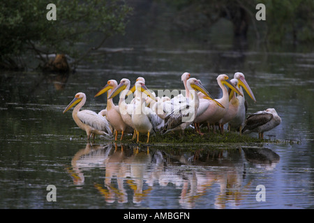 östlichen weiße Pelikan (Pelecanus Onocrotalus), Gruppe steht auf einer Insel, Spiegel Bild, Griechenland, Mazedonien Stockfoto