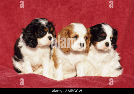 Cavalier King Charles Spaniel (Canis Lupus Familiaris), drei Welpen auf einer roten Couch sitzend Stockfoto