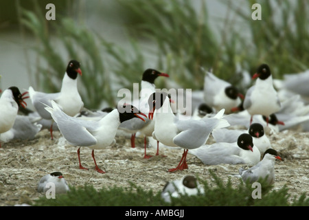 mediterrane Möwe (Larus Melanocephalus), Zucht Kolonie, Frankreich, Camargue Stockfoto