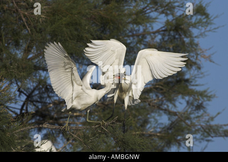 Seidenreiher (Egretta Garzetta), Fütterung der zulasten junger Vogel, Frankreich, Camargue Stockfoto