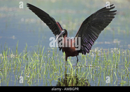 Sichler (Plegadis Falcinellus), stehen im flachen Wasser mit erhobenen Flügeln, Griechenland, Mazedonien Stockfoto