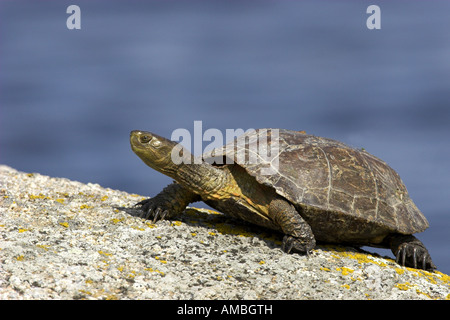 Maurish Schildkröte, Mittelmeerschildkröte (Mauremys Leprosa), kriecht aus dem Wasser, Spanien, Extremadura Stockfoto