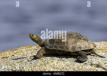 Maurish Schildkröte, Mittelmeerschildkröte (Mauremys Leprosa), kriecht aus dem Wasser, Spanien, Extremadura Stockfoto