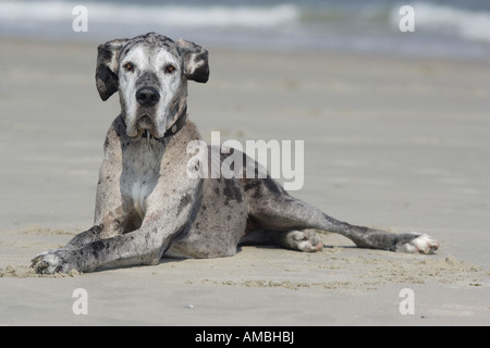 Deutsche Dogge Hund - liegend Stockfoto