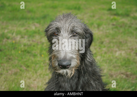 Schottischer Deerhund. Porträt des erwachsenen Hundes Stockfoto