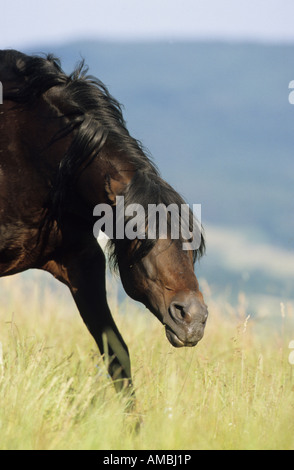 Kruppe Marchador (Equus Caballus), Hengst droht Stockfoto