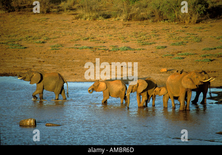 Tsavo eine Elefantenherde ein Bad zu nehmen Stockfoto