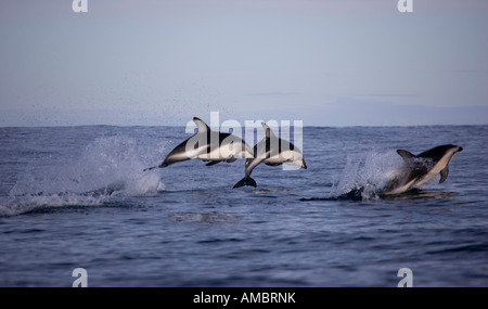 Springende Dusky Dolphin (Lagenorhynchus Obscurus) Kaikoura Neuseeland Stockfoto