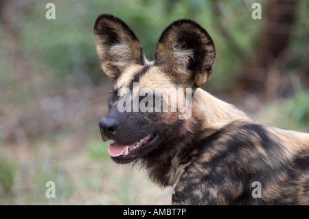 Afrikanischer Wildhund (LYKAON Pictus) oder afrikanische Jagd Hund, Cape Jagdhund, malte Wolf Stockfoto