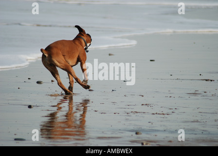 Energetische Hund trainieren an einem sonnigen Strand zum Meer einfahren. Reflexion im Sand. Stockfoto