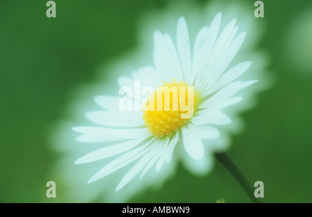 Ochsen-Auge Daisy / Chrysanthemum Leucanthemum Stockfoto