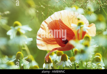 Mohn - zwischen Kamille Stockfoto