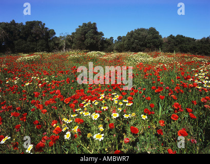 Wiese mit verschiedenen Blumen Stockfoto