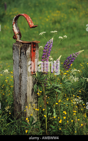 Garten-Lupine / Lupinus Polyphyllus Stockfoto