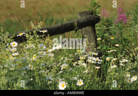 Ochsen-Auge Gänseblümchen / Chrysanthemum Leucanthemum Stockfoto