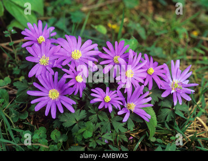 Blue Star / Anemone Blanda Stockfoto