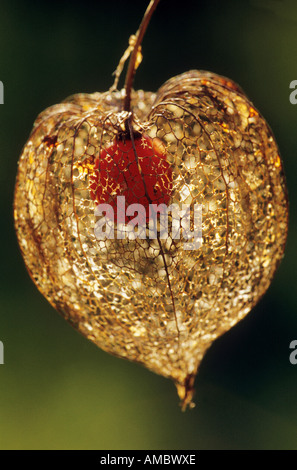 Japanische Laterne / Physalis Franchetii Stockfoto