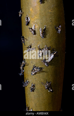 eine Fliegenfalle zum Flys erfassen sie herunterhängen und die Flys angezogen zu stecken und dann sterben Stockfoto