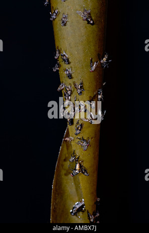 eine Fliegenfalle zum Flys erfassen sie herunterhängen und die Flys angezogen zu stecken und dann sterben Stockfoto