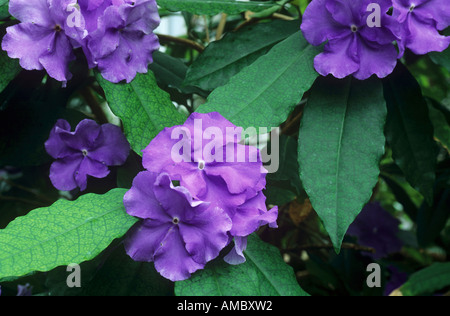 Gestern, heute und morgen / Brunfelsia Pauciflora Stockfoto