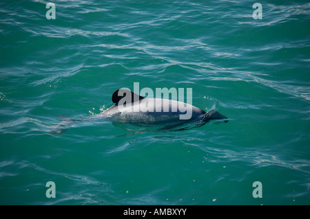 Hector-Delfin (Cephalorhynchus Hectori) Kaikoura Neuseeland Stockfoto