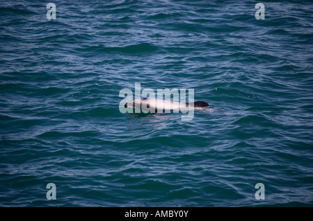 Hector-Delfin (Cephalorhynchus Hectori) Kaikoura Neuseeland Stockfoto