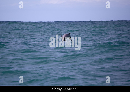 Hector-Delfin (Cephalorhynchus Hectori) Akoroa New Zealand Stockfoto