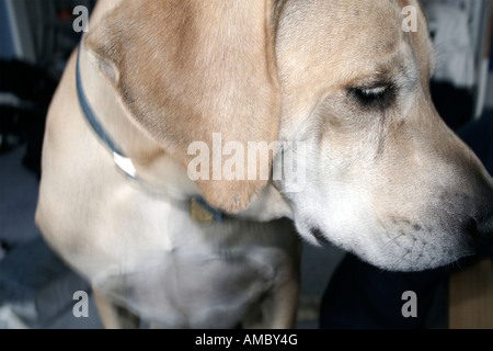 Rhodesian Ridgeback-Portrait Stockfoto