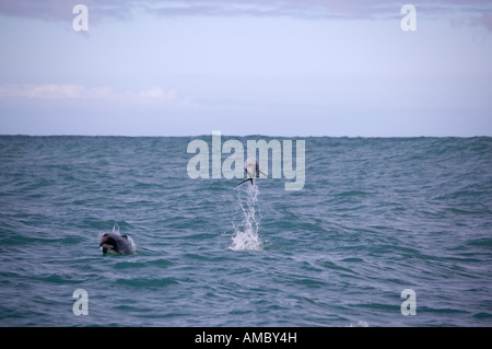 Hector-Delfin (Cephalorhynchus Hectori) Akoroa New Zealand Stockfoto