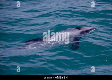 Hector-Delfin (Cephalorhynchus Hectori) Kaikoura Neuseeland Stockfoto