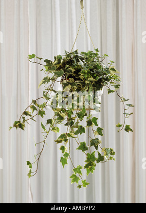 Efeu / Hedera Helix Stockfoto