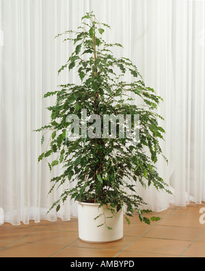 Birkenfeige / Ficus Benjamina Stockfoto