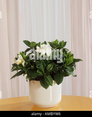 gemeinsamen Gardenie / Gardenia Jasminoides Stockfoto